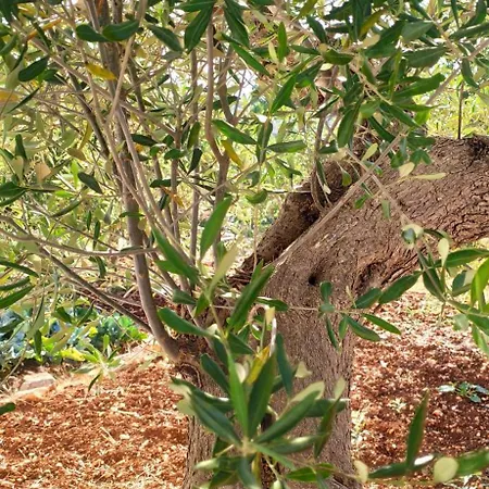 بيت للعطل Trullo Petronella